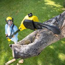 Best Tree Maintenance Programs  in Lake Delton, WI